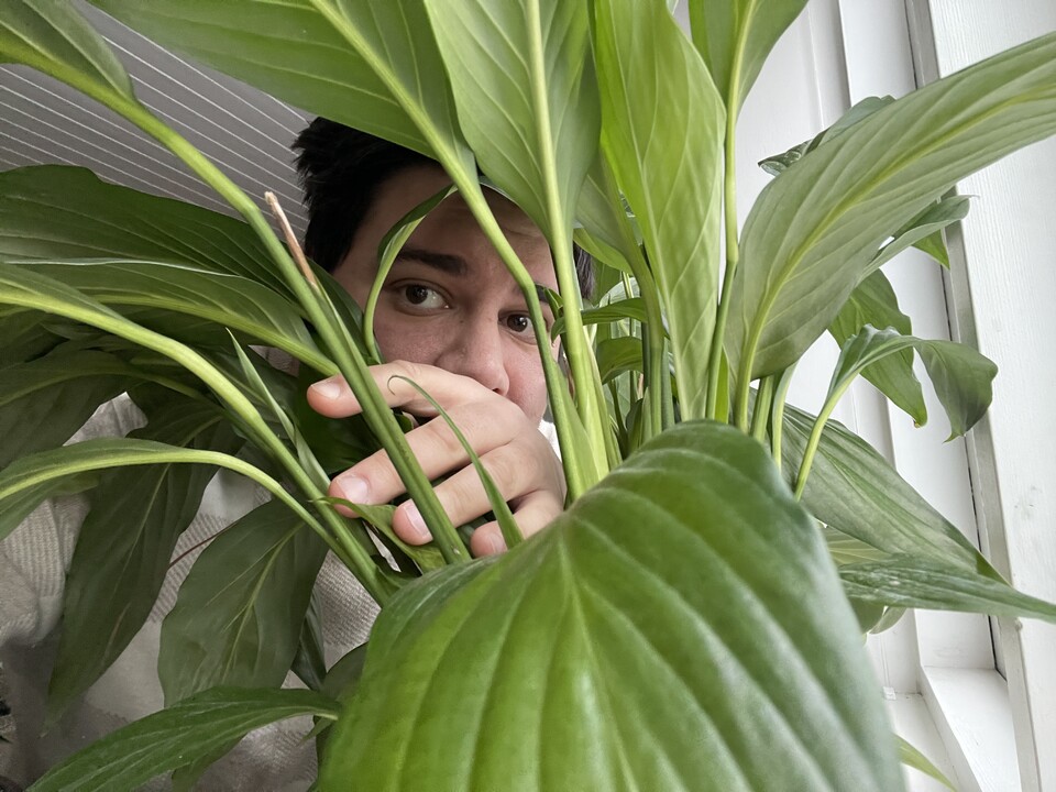 Developer hiding behind a plant, reflecting on common coding mistakes and real-world errors